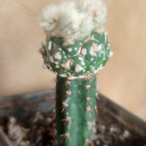 Astrophytum asterias cv.Kikko turtle