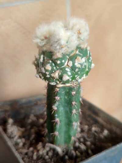 Astrophytum asterias cv.Kikko turtle