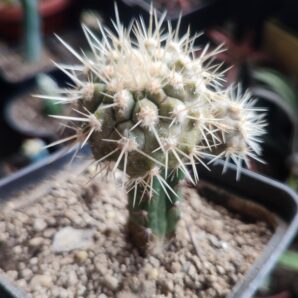 Copiapoa cinerea v albispina