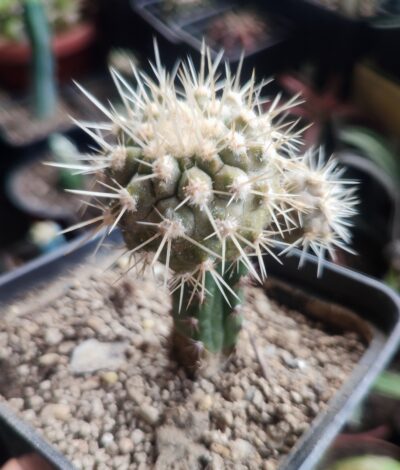 Copiapoa cinerea v albispina