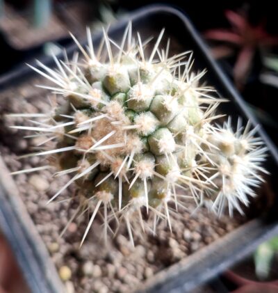 Copiapoa cinerea v albispina - Зображення 2
