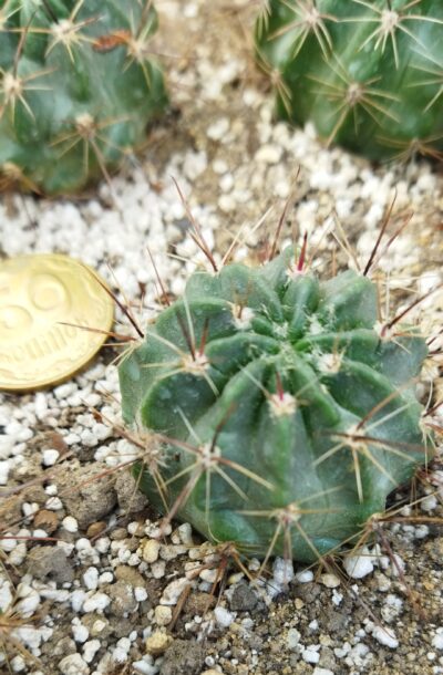 Lobivia jajoiana cv. Anemone. Дорослі рослини. - Зображення 6