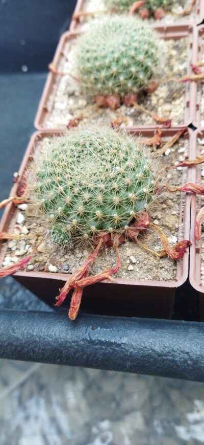 Rebutia senilis v. breviseta. Дорослі рослини - Зображення 3