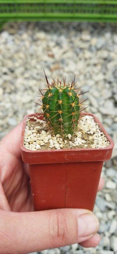 Lobivia echinata - Зображення 3
