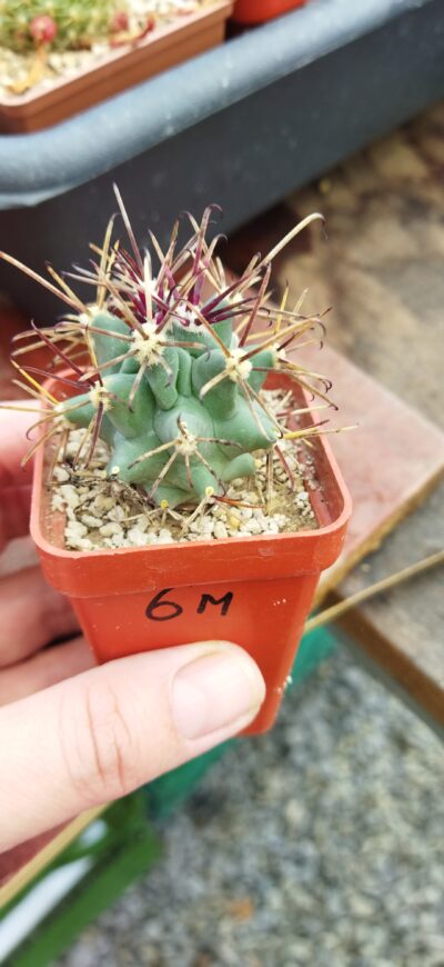 Glandulicactus uncinatus var. wrightii SB840 - Зображення 2