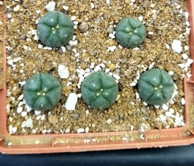 Lophophora williamsii Kaplan - Зображення 2