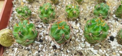 Lobivia haematantha v. hualfinensis WR 146 (Hualfin, Arg) - Зображення 2