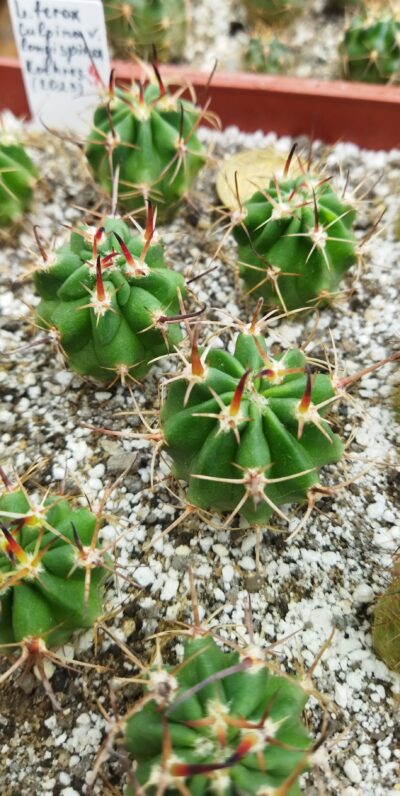Lobivia ferox Culpina - v longispina Koehres