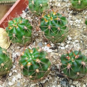 Lobivia haematantha v. hualfinensis 'fechseri' WR 230 (Nacamientos, Arg)