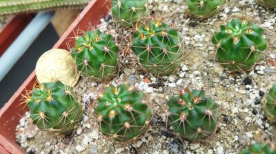 Lobivia haematantha v. hualfinensis 'fechseri' WR 230 (Nacamientos, Arg)