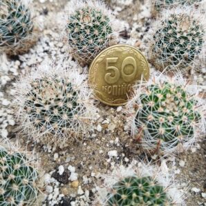 Lobivia haematantha v. densispina MN 340.