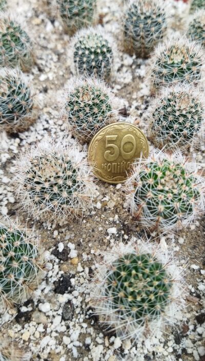 Lobivia haematantha v. densispina MN 340.