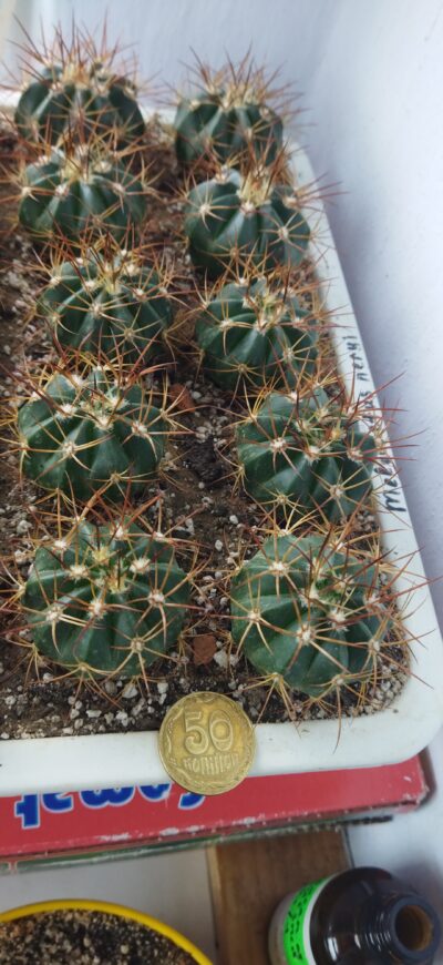 Melocactus neryi - Зображення 2