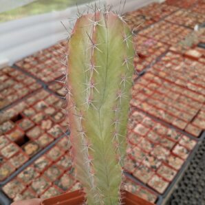Polaskia chichipe