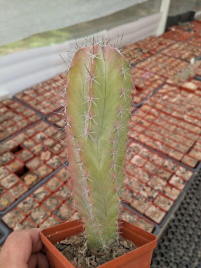 Polaskia chichipe