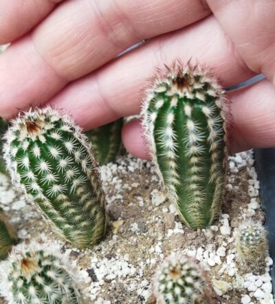 Echinocereus reichenbachii v. minor Koehres - Зображення 3