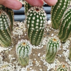 Echinocereus reichenbachii v. minor Koehres