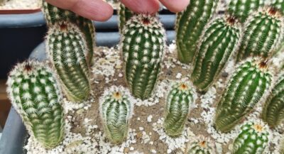 Echinocereus reichenbachii v. minor Koehres