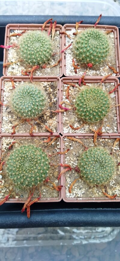 Rebutia senilis v. breviseta. Дорослі рослини - Зображення 2