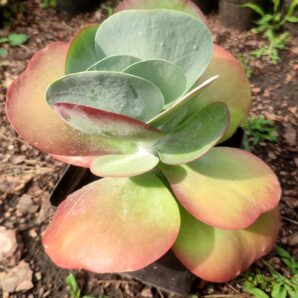 Кalanchoe thyrsiflora