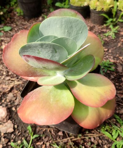 Кalanchoe thyrsiflora