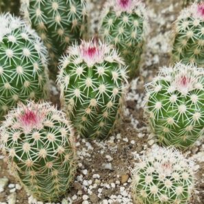 Echinocereus pectinatus ssp. rutowiorum (Cumbres de Majalca, Chih, Mex)