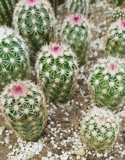 Echinocereus pectinatus ssp. rutowiorum (Cumbres de Majalca, Chih, Mex)
