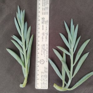 senecio ficoides mount everest зріз