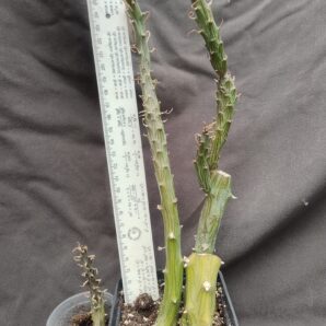 Senecio saginata