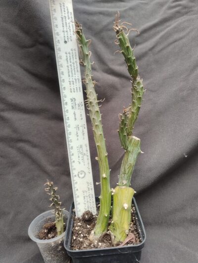 Senecio saginata