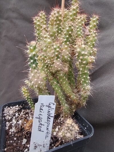 austrocylindropuntia variegata н/у дітка - Зображення 2