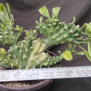 euphorbia neriifolia cristata variegata