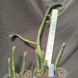 euphorbia baioensis сегмент зріз
