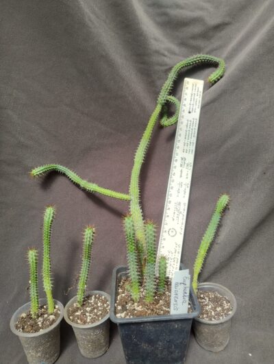 euphorbia baioensis сегмент зріз