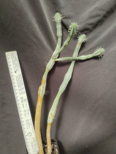 Euphorbia mammillaris variegata сегмент