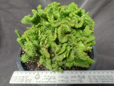 Euphorbia horrida cristata