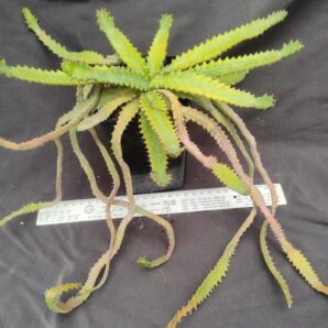 Euphorbia stellata каудекс горщик 9см