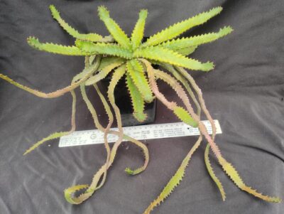 Euphorbia stellata каудекс горщик 9см