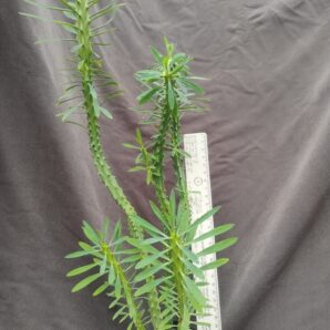 euphorbia loricata сегмент