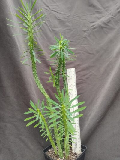 euphorbia loricata сегмент