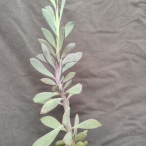 Senecio crassissimus