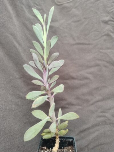 Senecio crassissimus