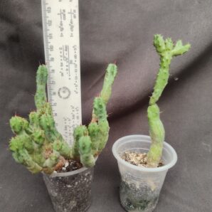 Euphorbia enopla cristata var. Coral молода рослина