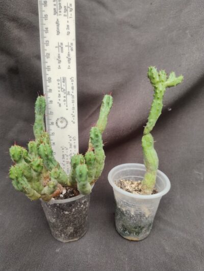 Euphorbia enopla cristata var. Coral молода рослина