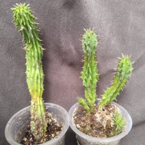 Euphorbia green elf monster вкорінений сегмент