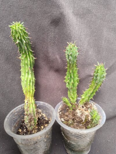 Euphorbia green elf monster вкорінений сегмент