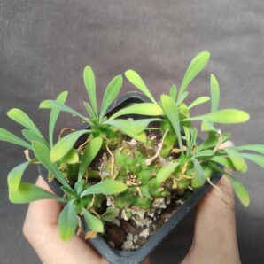 euphorbia juglans сегмент