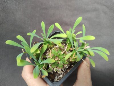 euphorbia juglans сегмент