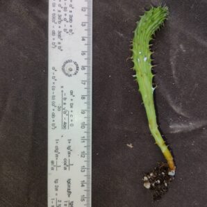 Euphorbia horrida cristata дітка