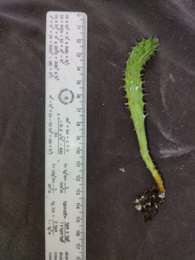 Euphorbia horrida cristata дітка